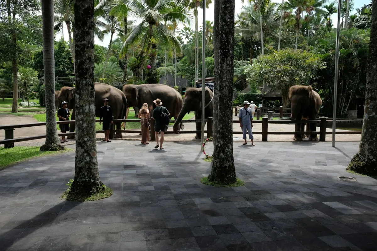 Elephant Park Tour | Hand-Feed Elephants & Garden Lunch